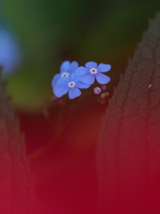 忘れな草9