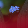 忘れな草9