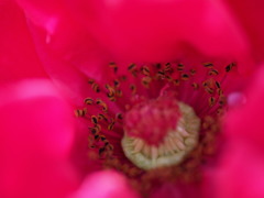 薔薇の秘密