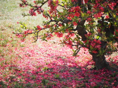 木瓜の花3