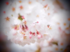 頬染めて
