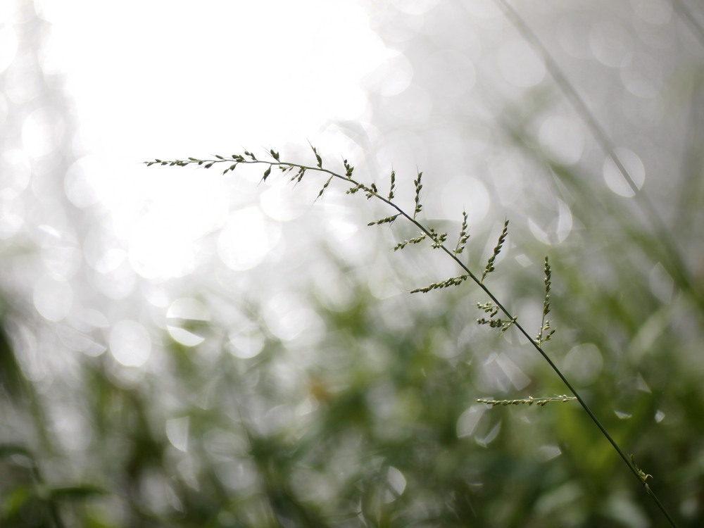 Autumn of the light 2