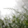 Autumn of the light 2