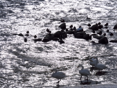 清流に生きる10