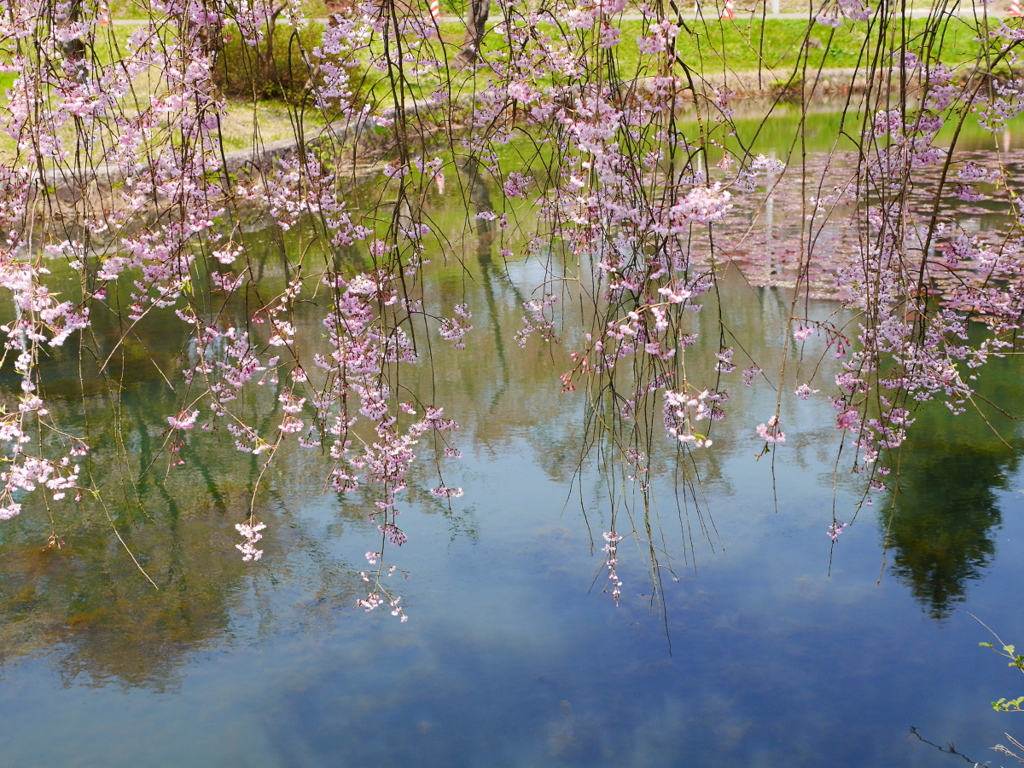 悠久山のしだれ桜３