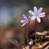 雪割草の目覚め4