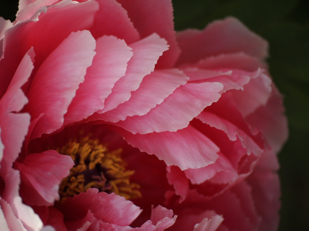 花波