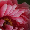 花波