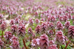 春の森