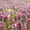 春の森