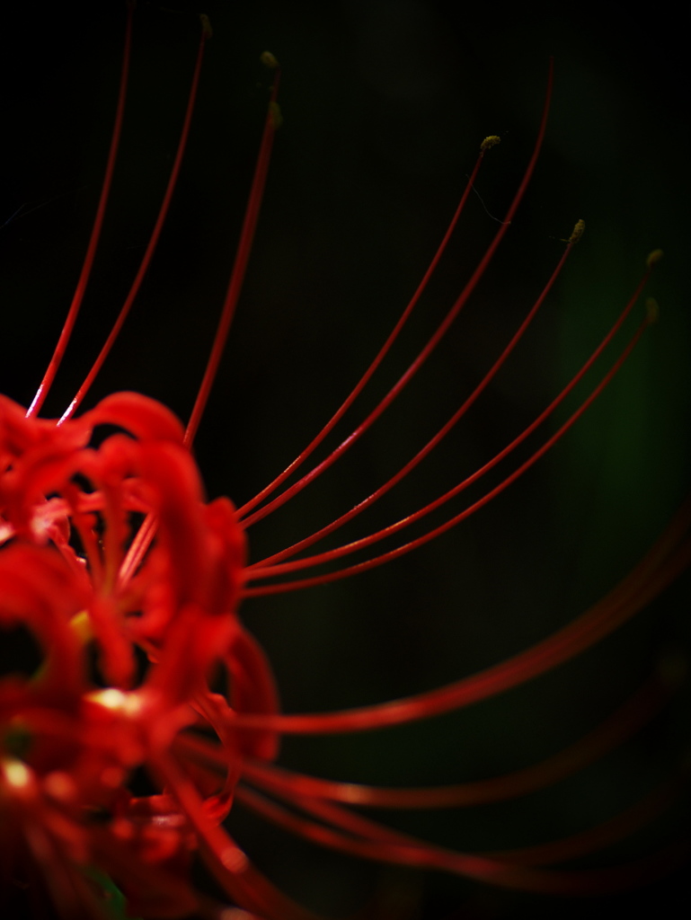 Red spider lily 8