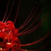 Red spider lily 8