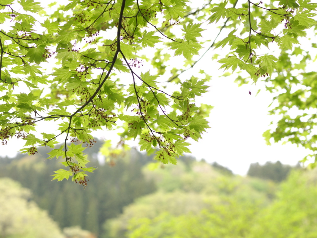 里山の新緑5