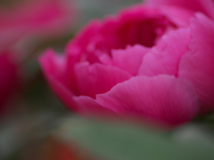 牡丹の花2