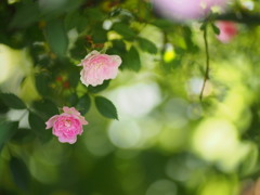 ミニ薔薇の世界01
