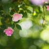 ミニ薔薇の世界01