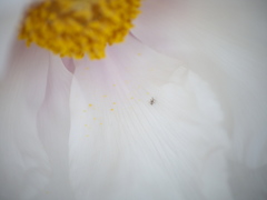 牡丹の花1