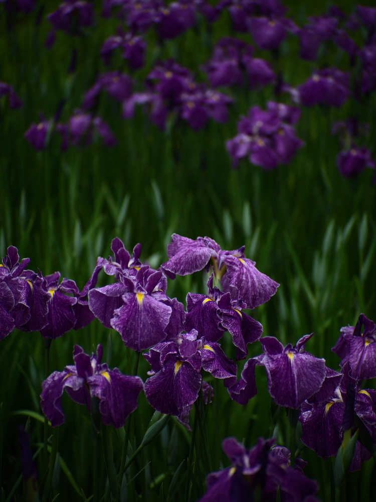花菖蒲08