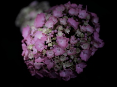 紫陽花語り４