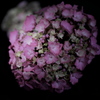 紫陽花語り４