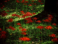 Red spider lily 4