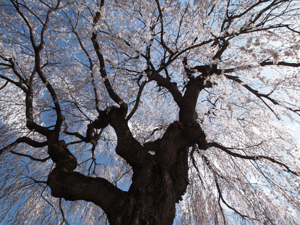 高山五大桜②「中塩のしだれ桜」04