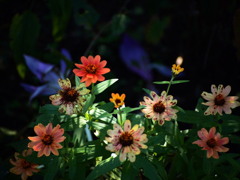 Autumn color 5