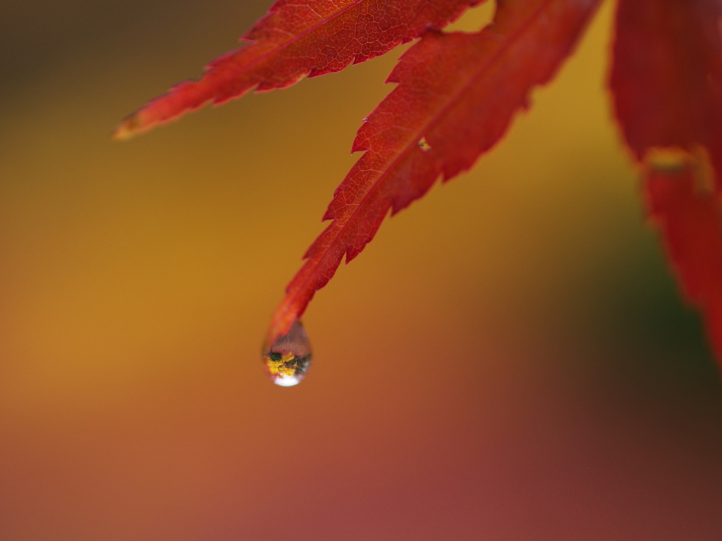 雫