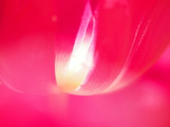 どのはなみても05