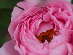 牡丹の花6