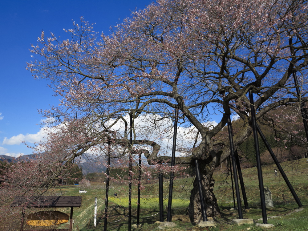 高山五大桜③黒部のエドヒガン桜」02