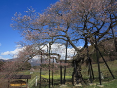 高山五大桜③黒部のエドヒガン桜」02
