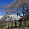 高山五大桜③黒部のエドヒガン桜」02