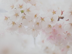 Plastic Love