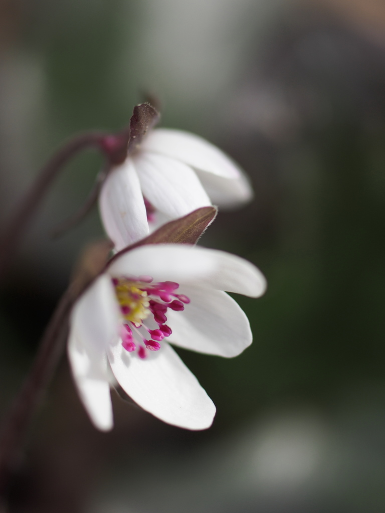 雪割草の目覚め1
