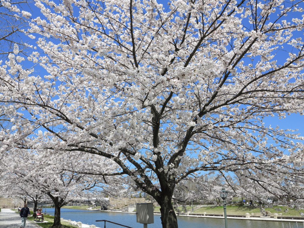 カナールの桜