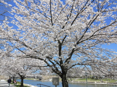 カナールの桜