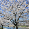 カナールの桜