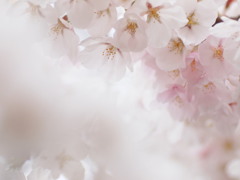 好きという想い