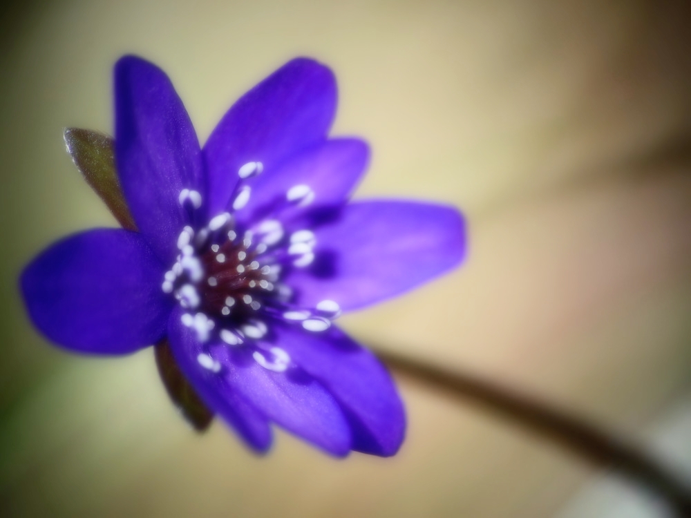 White in the blue
