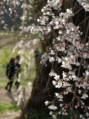 高山五大桜⑤「水中のしだれ桜」03