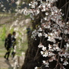 高山五大桜⑤「水中のしだれ桜」03