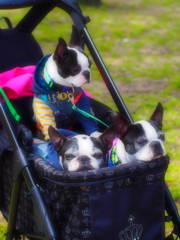 Three dogs