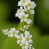 蕎麦の花