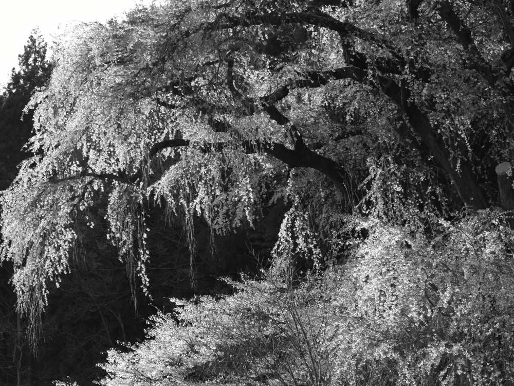 大日向観音堂のしだれ桜02