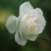 白薔薇05