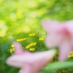 初夏の色