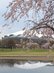ビッグスワンとしだれ桜