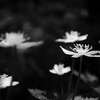 二輪草の宇宙3