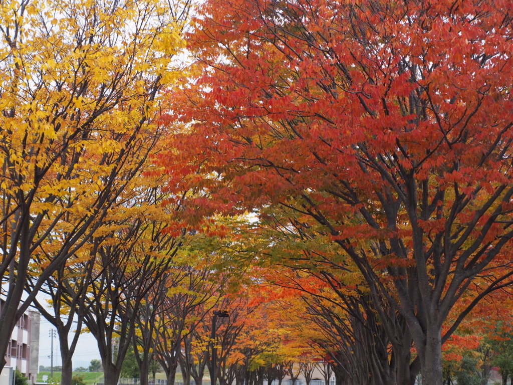 長岡造形大学の紅葉 05